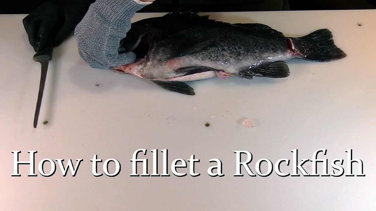 How to Fillet a Rockfish