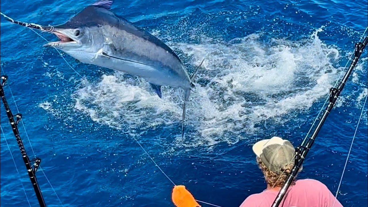 (Part 1) Marlin fishing onboard Merlin, my client’s Precision 65 from Cairns to Lizard Island!