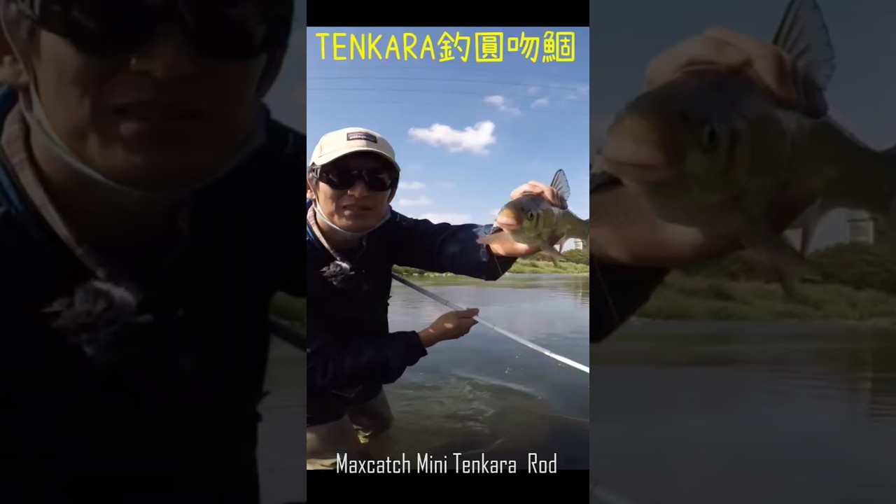 天唐釣法大公開！學會這招，讓你的圓吻鯝拉力爆表，感受竿子被拖走的震撼！｜Maxcatch ｜毛鉤｜台興牌涉水腿褲｜天展釣｜原生魚｜阿嬤魚｜#fishing #fish #outdoors