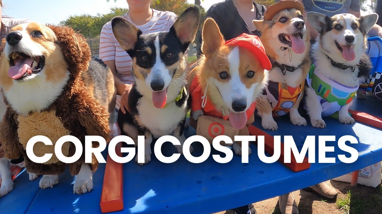 The Cutest Corgi Costume Party Meetup - Ventura County Corgis - September 2023