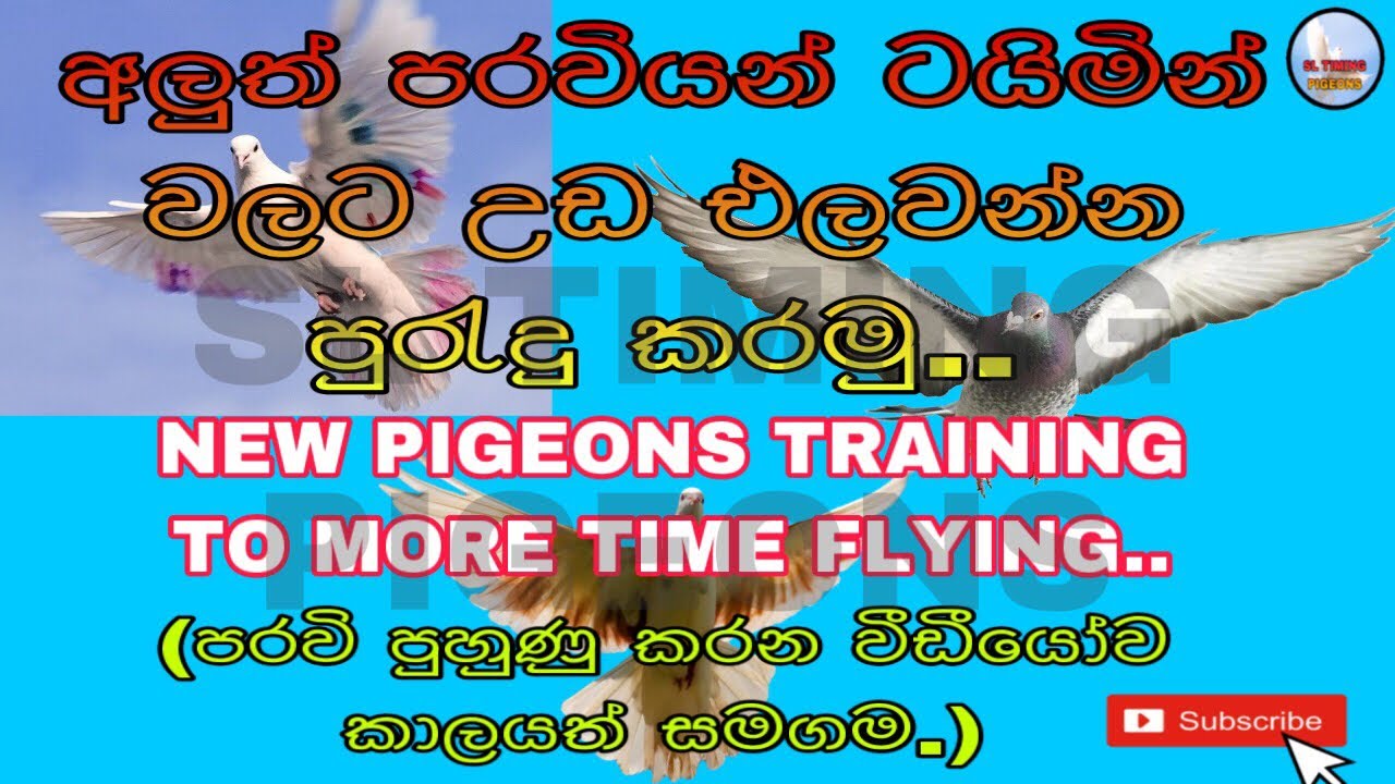 පරවියන් ටයිමින් වලට  උඩ එලවන්න පුහුණු කරමු../ PIGEONS TRAINING TO MORE TIME FLYING..