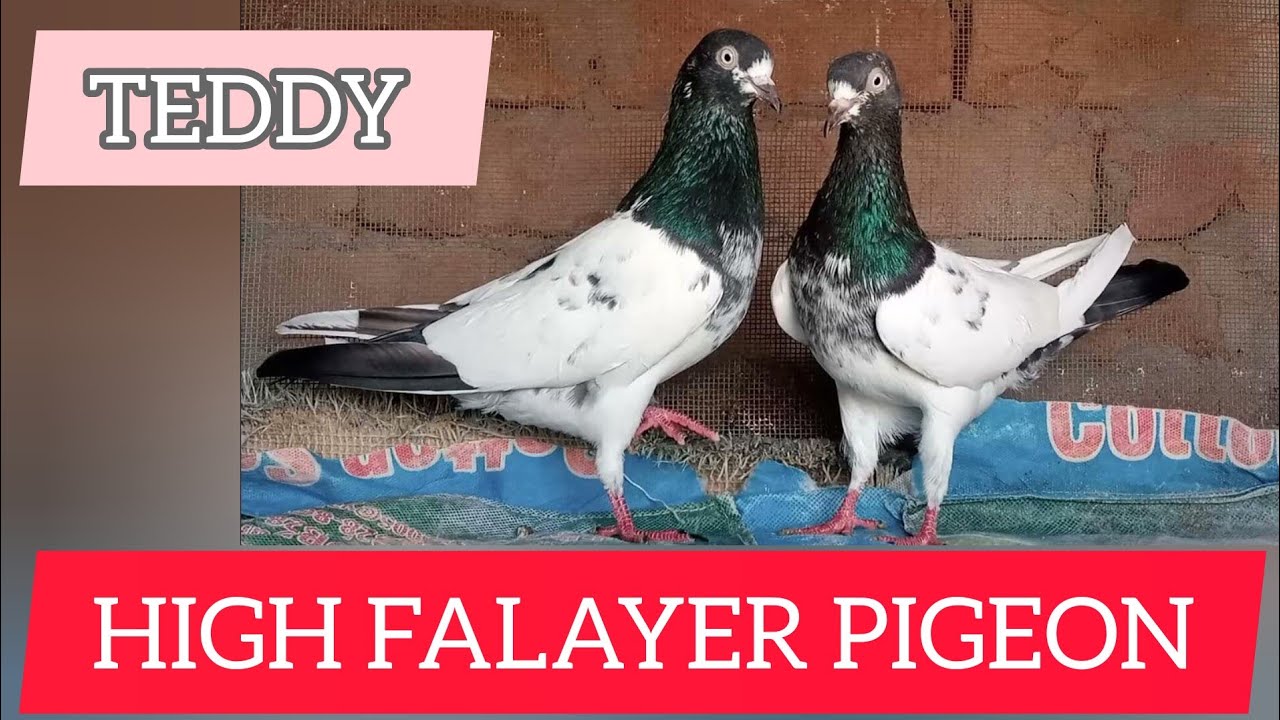 asmani kabutar #lowflaying pigeon #kabootar