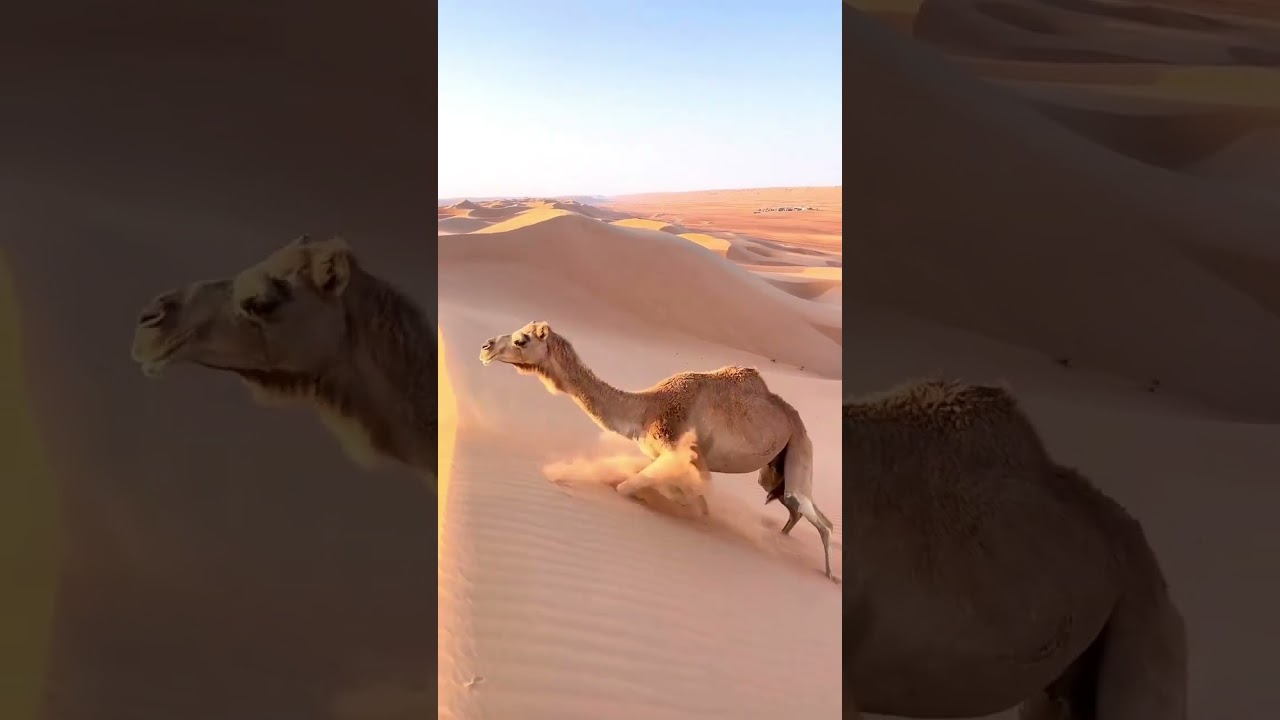Cammello sulle dune !!