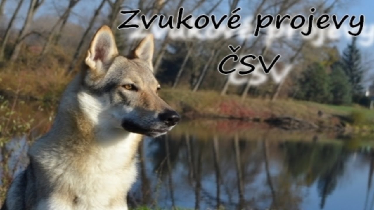 Zvukov&eacute; projevy Československ&eacute;ho vlč&aacute;ka