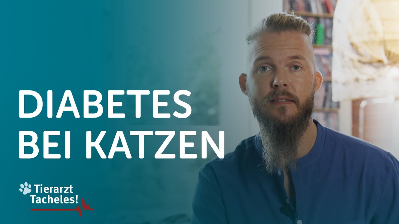 Diabetes bei Katzen | Tierarzt Tacheles mit Sebastian Goßmann-Jonigkeit | ZooRoyal