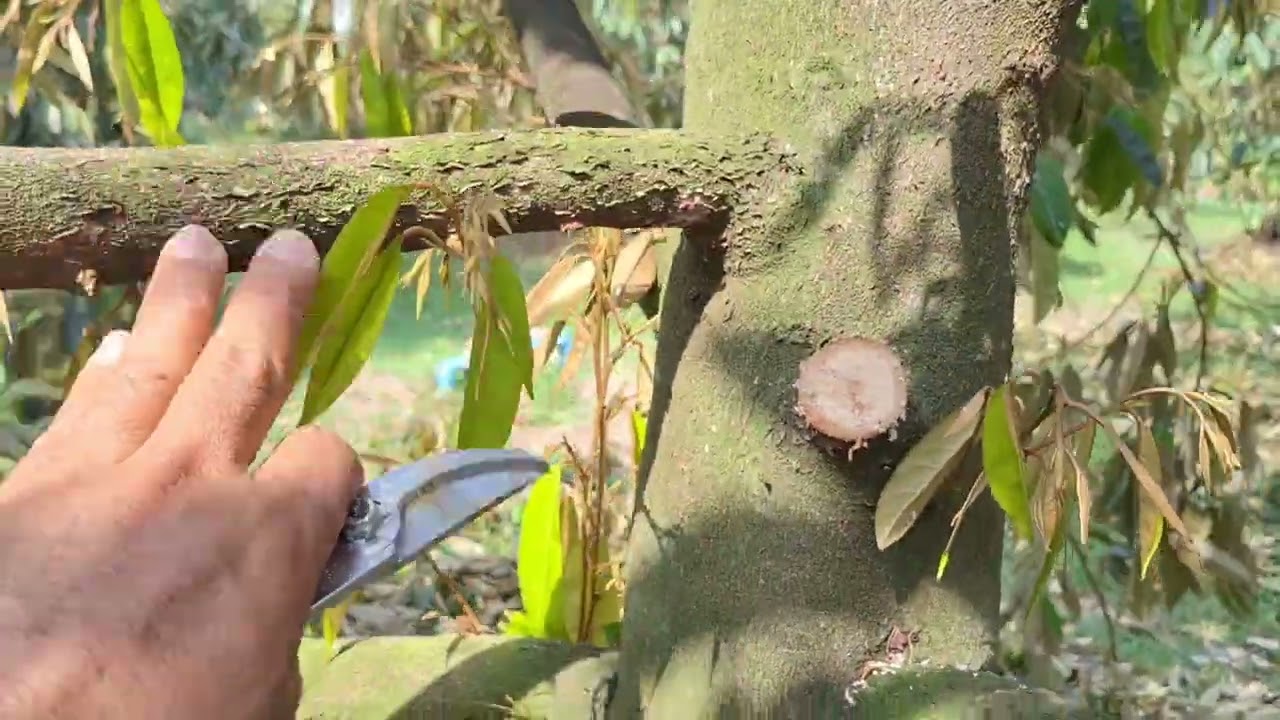 ข้อดีของการแต่งกิ่งทุเรียนก่อนการเตรียมต้น | ทุเรียน เป็นเอก