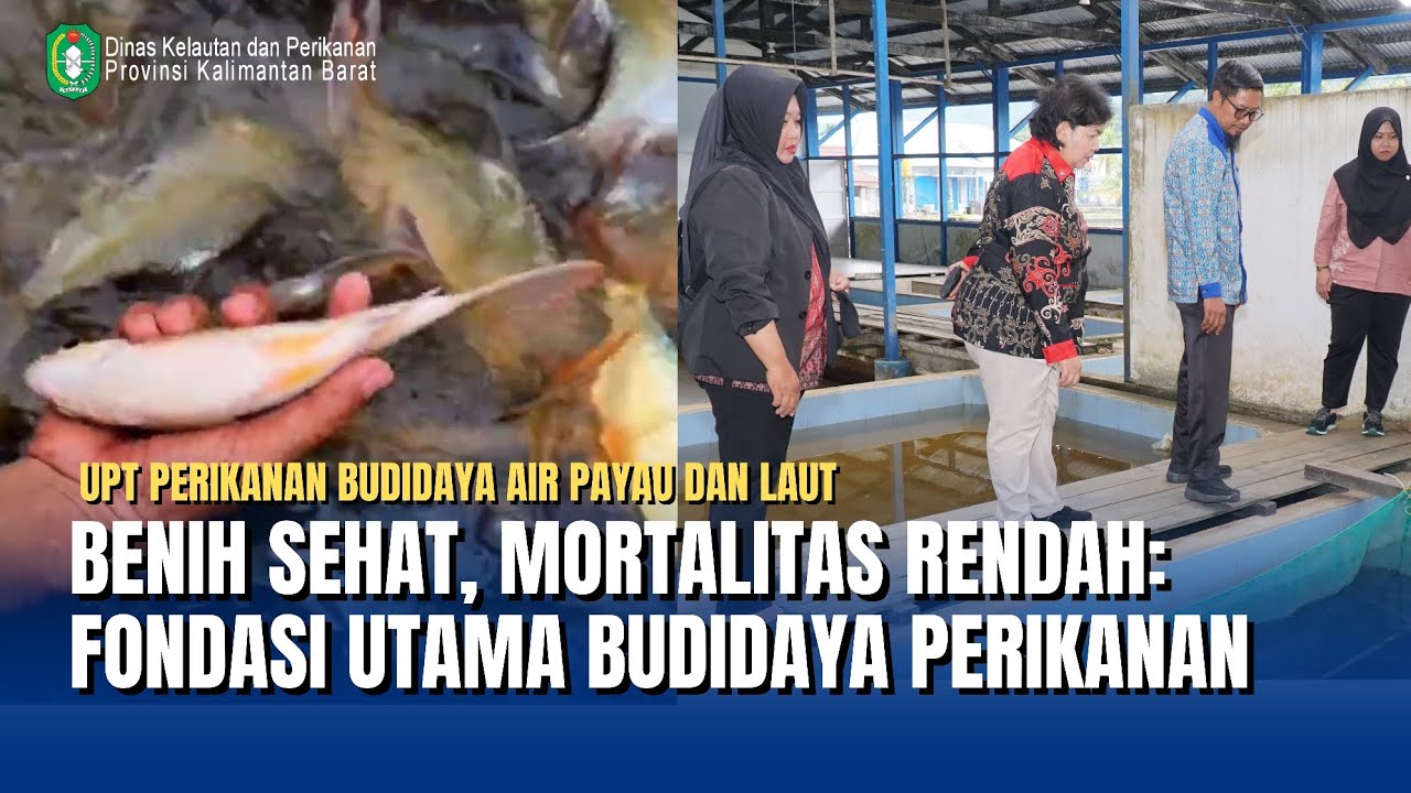 Pembenihan Ikan Di UPT PBAPL