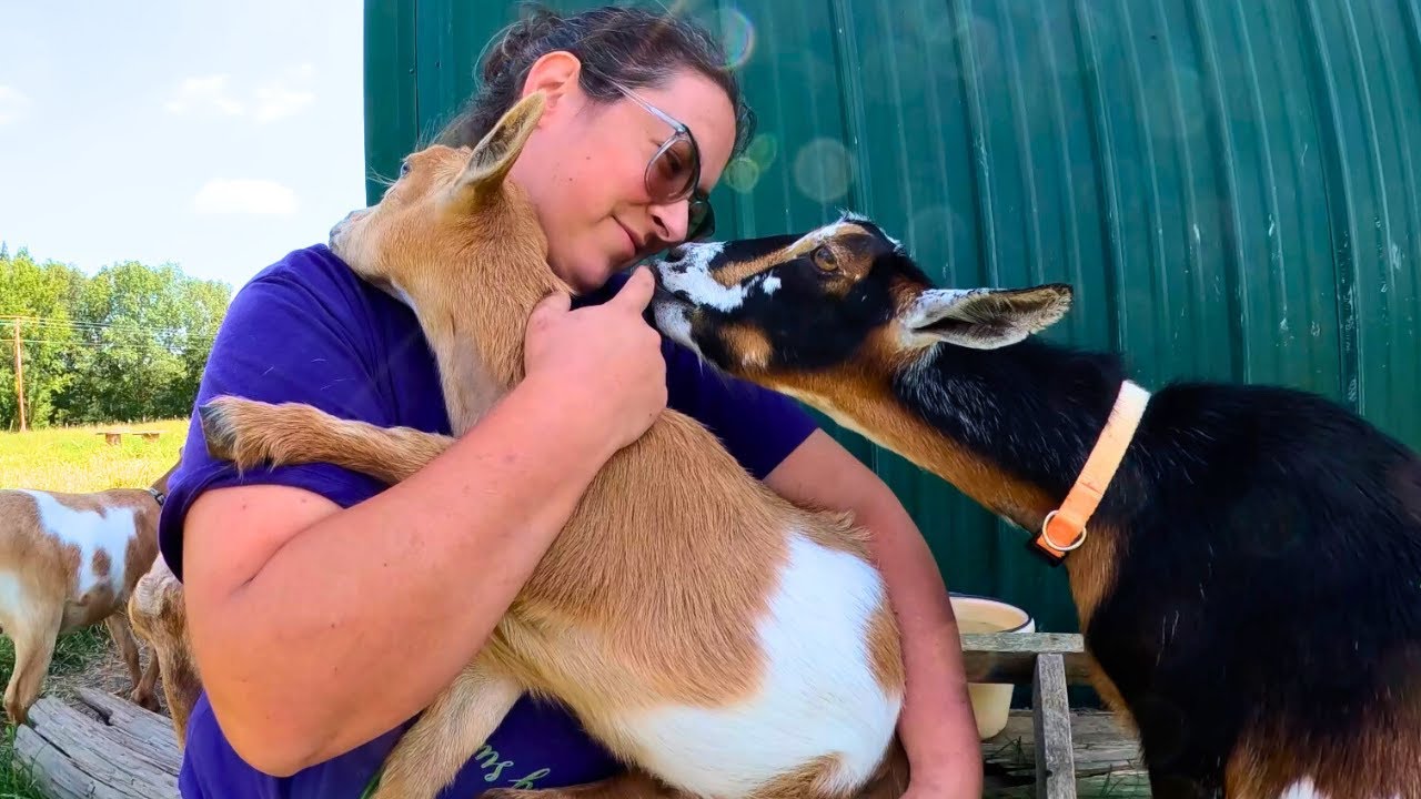 Just When I Thought I Had It All Figured Out (we lost a goat) | Dairy Goat VLOG