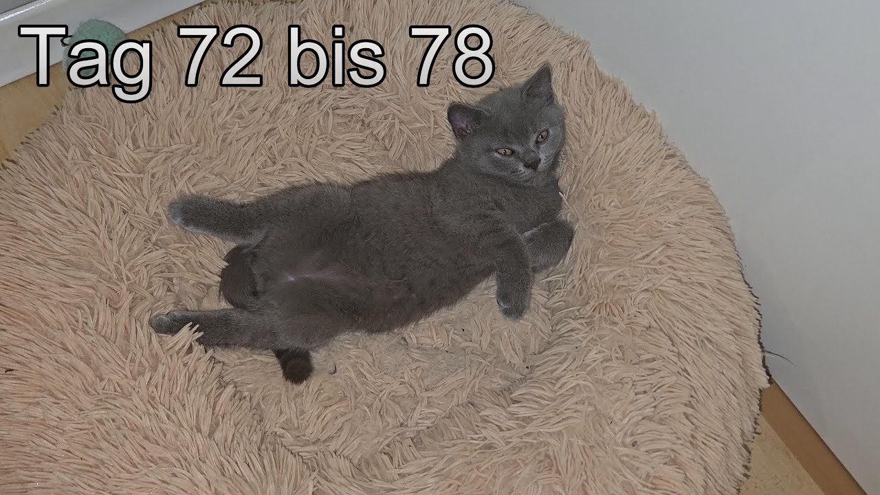 Britisch Kurzhaar Baby Katzen Tag 72 bis 78