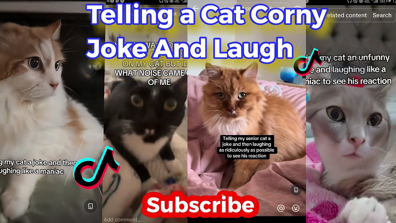Telling My Cat a Joke And Laughing Crazy To Get Her Reaction Challenge