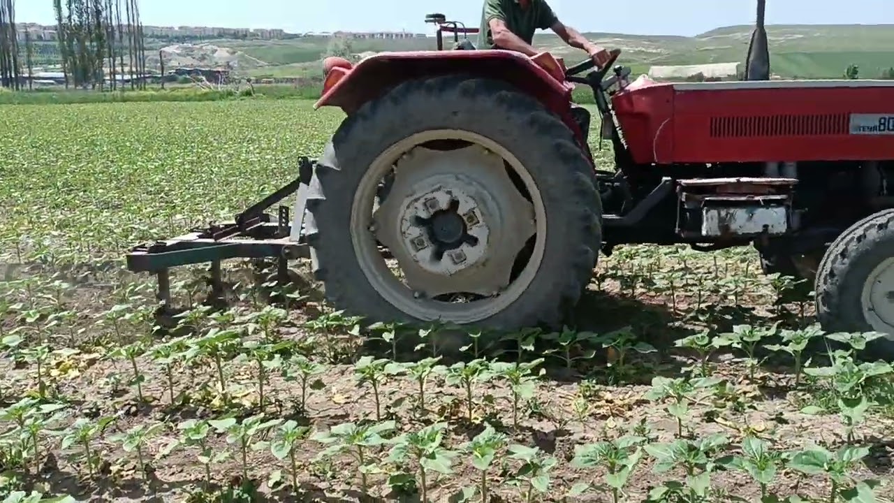 Styer 8073 ile ayçiçeği çapası yapıyoruz