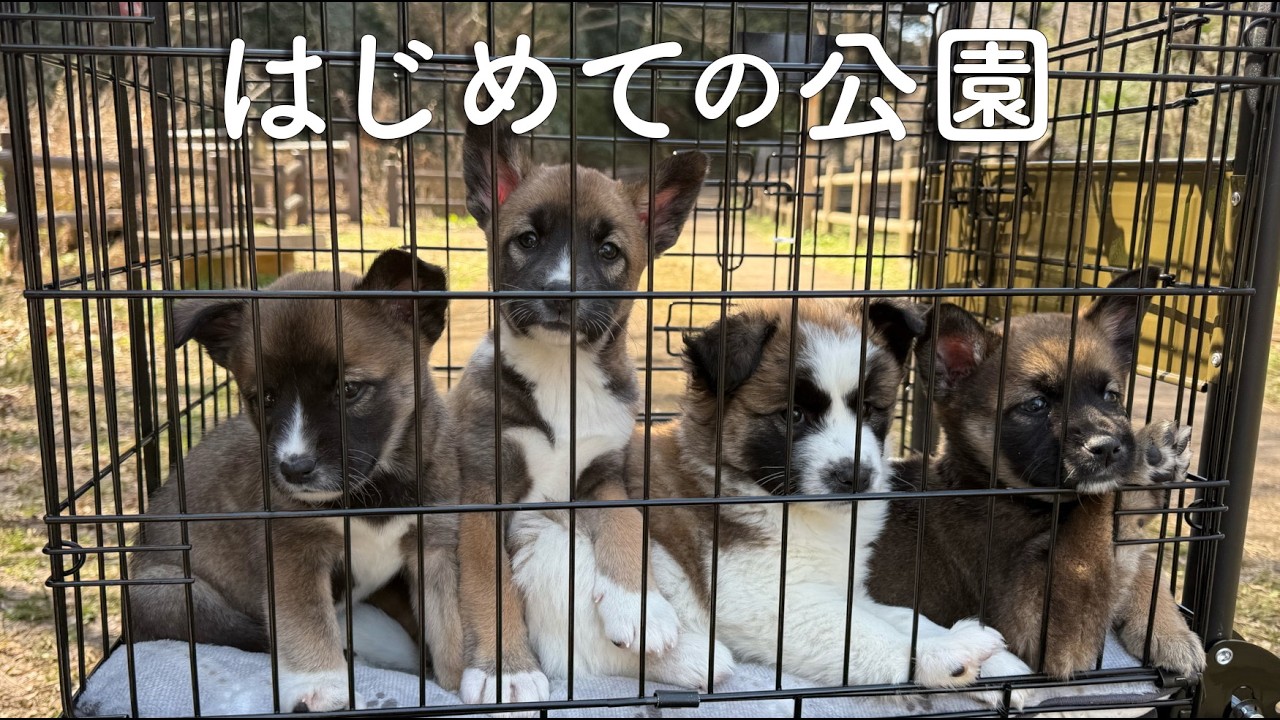 保健所から来た野犬の子犬4匹、初めての公園へ