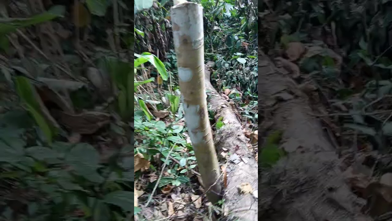 Searching For Some Jungle Food 🥝🥝🥝😔😔 
