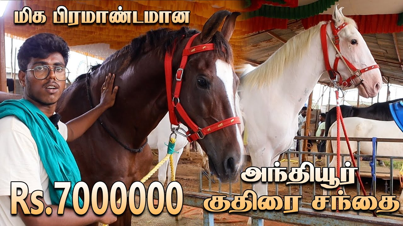 பிரமாண்டமான அந்தியூர் குதிரை சந்தை 2024 | அந்தியூர் குருநாத சாமி தேர் திருவிழா 2024