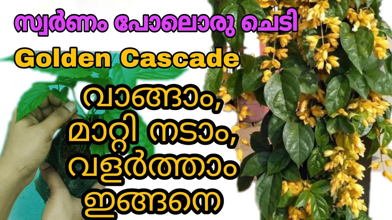 How to plant and care Golden Cascade plant | TipS noW.