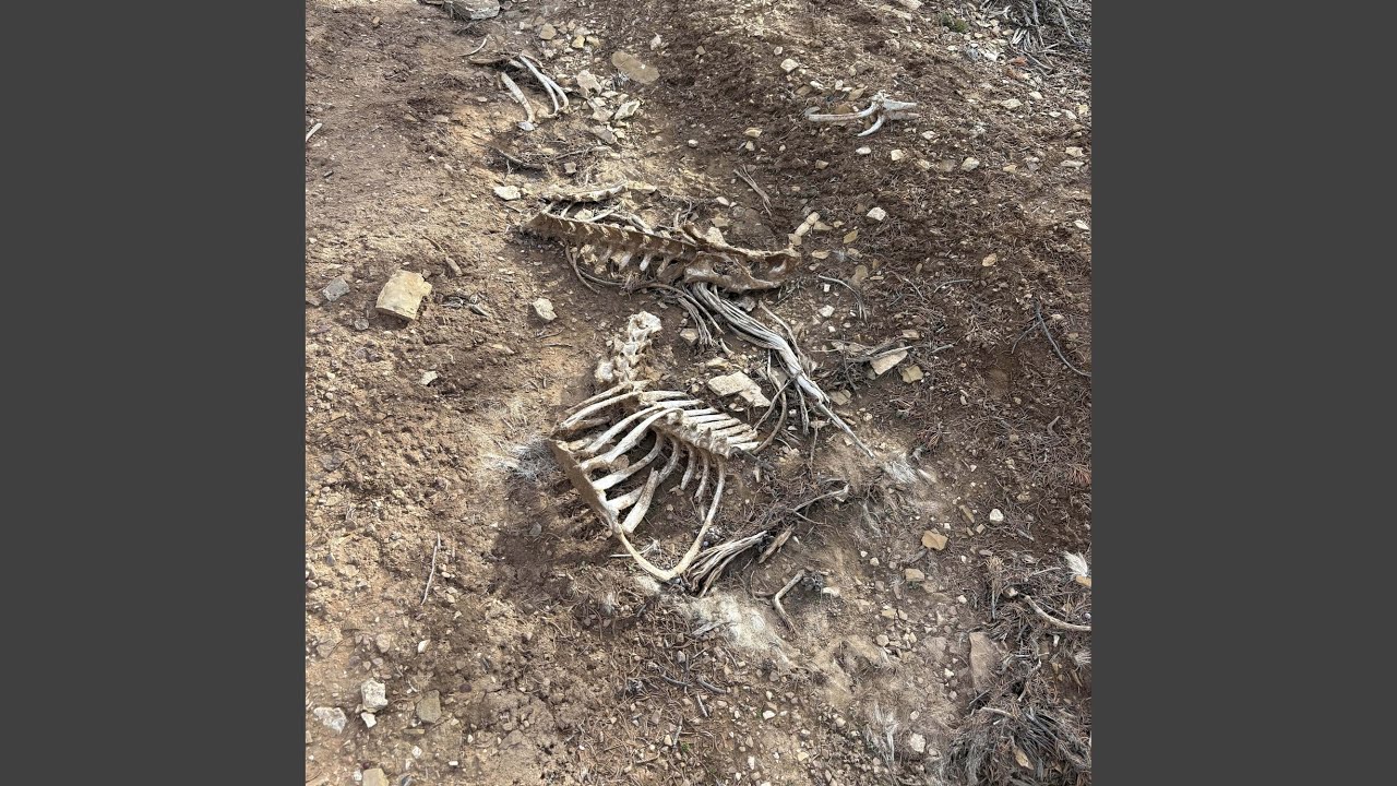 bones