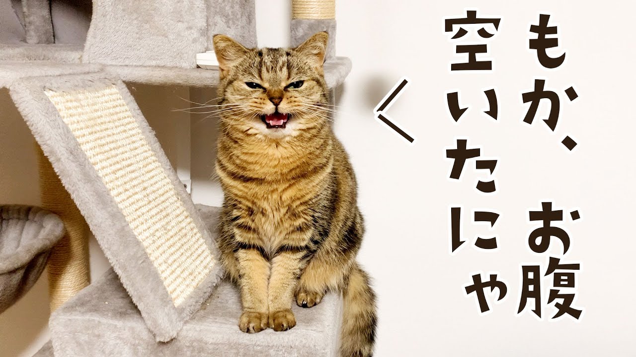 ごはんちょうだい！キャットタワーからアピール全開猫がこちら笑【鳴き声】 #778【生後2年と126日目 スコティッシュフォールド】