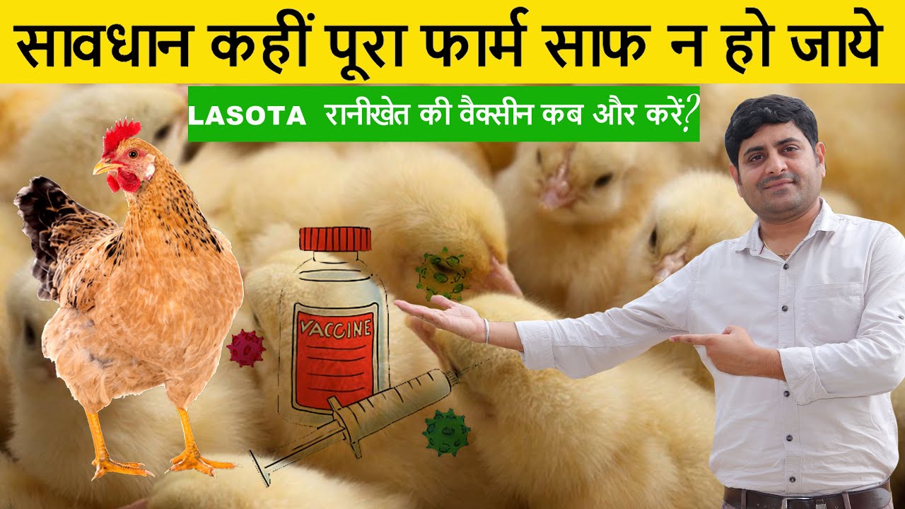 मुर्गियों को वैक्सीन कैसे करें ? 👈🐓 Lasota Vaccine in Poultry || Poultry Farming || देसी मुर्गी पालन
