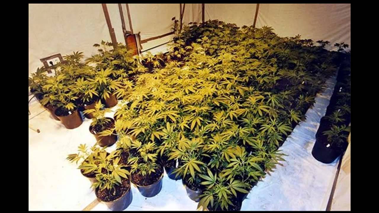 Marihuana - Caaman