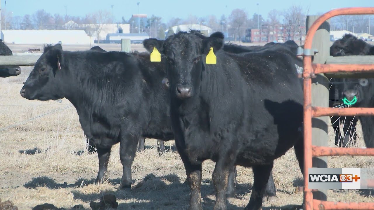 'Cattle have a built in heater': U of I Extension specialist shares how cows keep warm in frigid tem