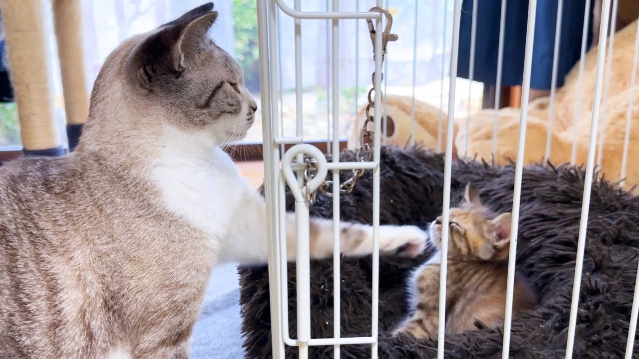 初めての子猫と先住猫のご対面！高速パンチでスキンシップする自由すぎるお姫様猫…笑
