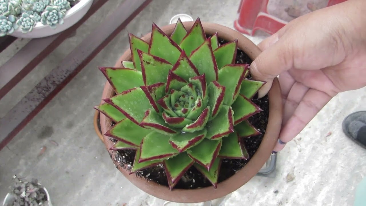 echeveria ebony VS echeveria red edge     #suculentas  #mijardín  #isaymaura