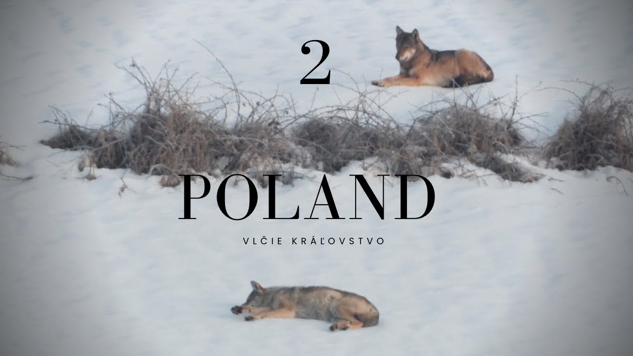 Vlčie kráľovstvo 2