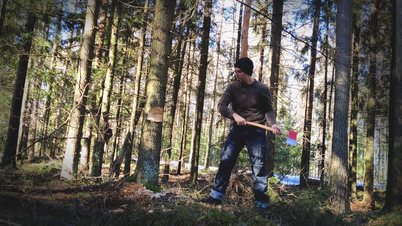 Felling with a 4 pound axe on a birch handle