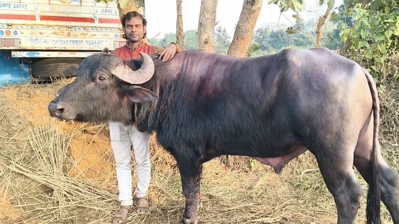 বাঁকুড়ার গৌরাঙ্গ মাহাতোর বাড়ি থেকে সরাসরি লাইভ দেখুন