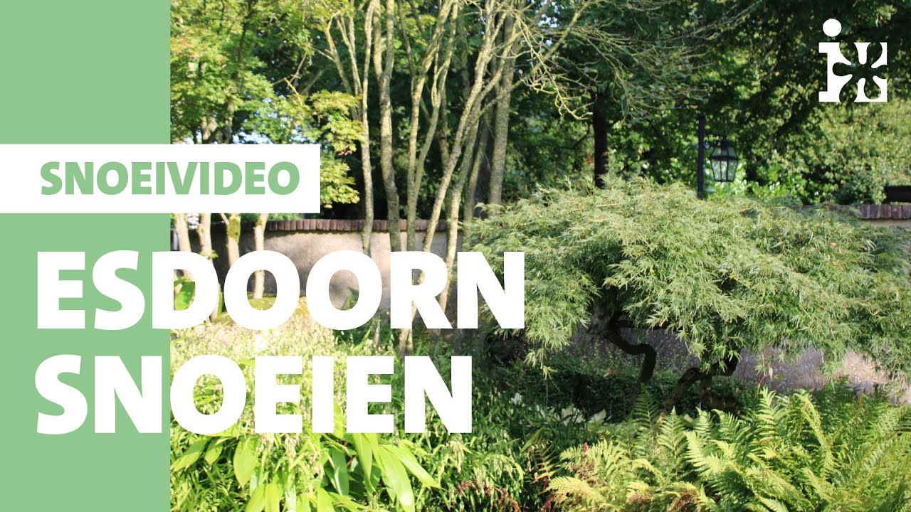 Intratuin - Esdoorn snoeien
