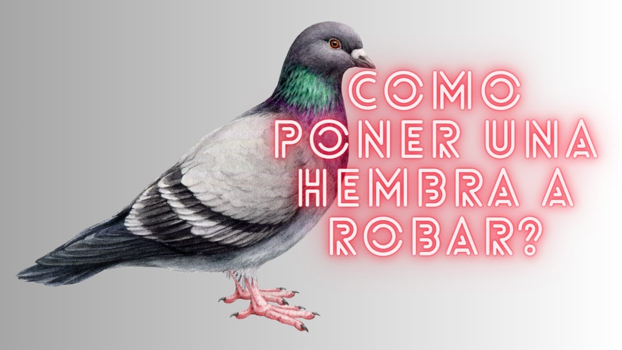 Como poner una paloma a robar, y todo lo que necesitas para no fracasar poniendo hembras.