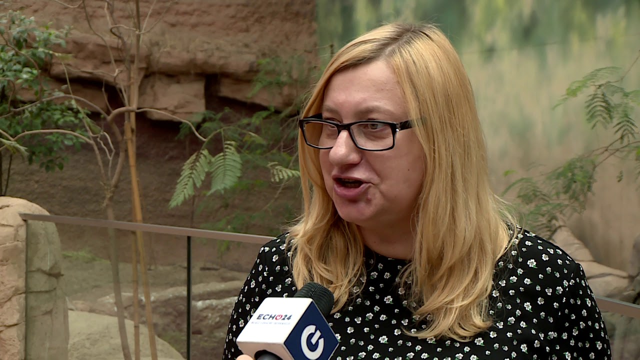 Uroczy dikdik urodził się we wrocławskim zoo