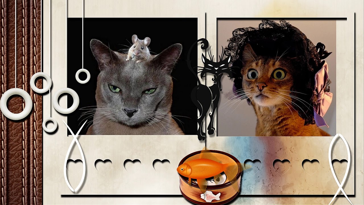 Корми кота! (Неаполитанская песня кота)