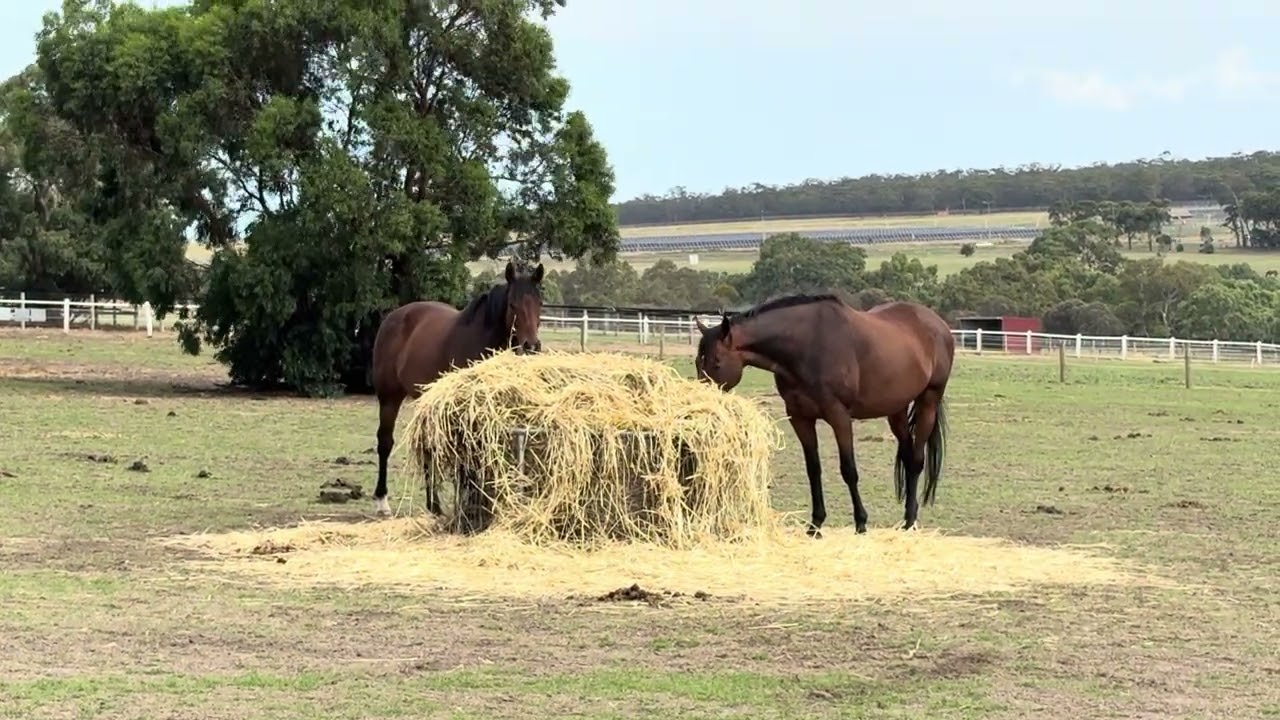 Horses and hay 