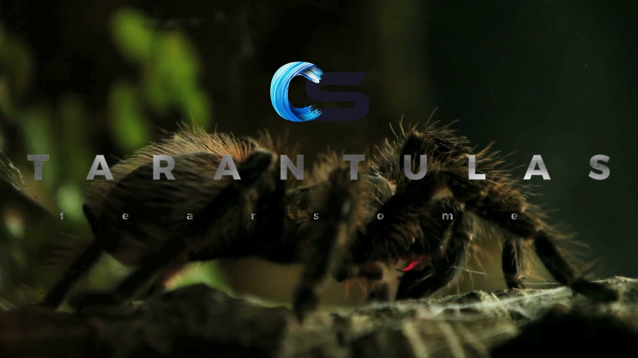 10 Tarantula Facts You&rsquo;ve NEVER Heard Before | Strange Abilities That Defy Nature