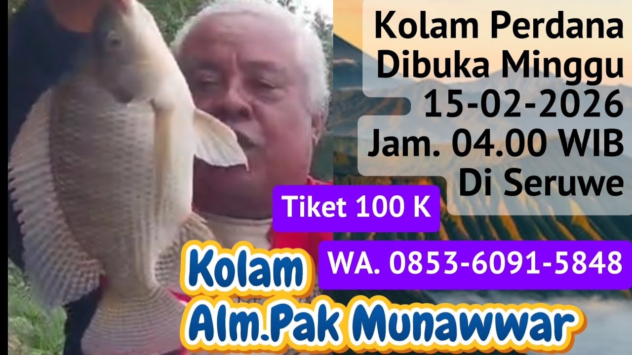 Kolam Alm. Pak Munawwar, Size ikan Nilanya 6,7,8,9 ekor 1 Kg@MKtv mancing kolam