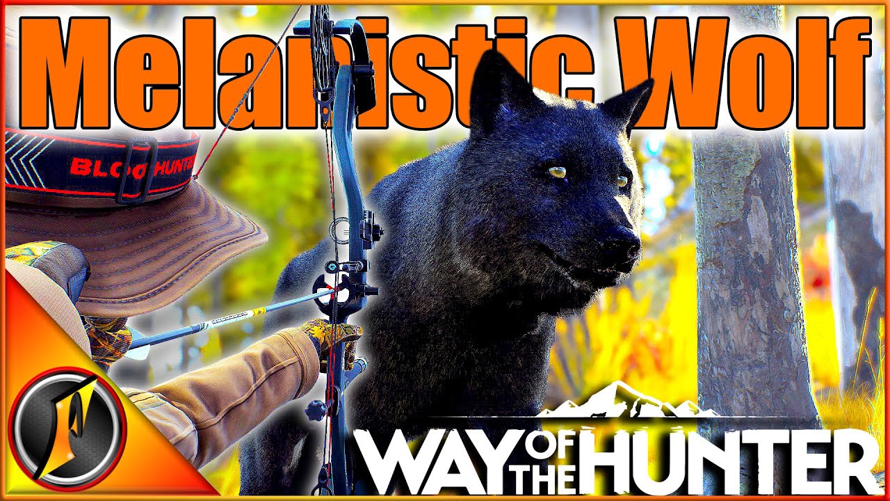 Taking Our MELANISTIC Wolf with the BOW! | Way of the Hunter
