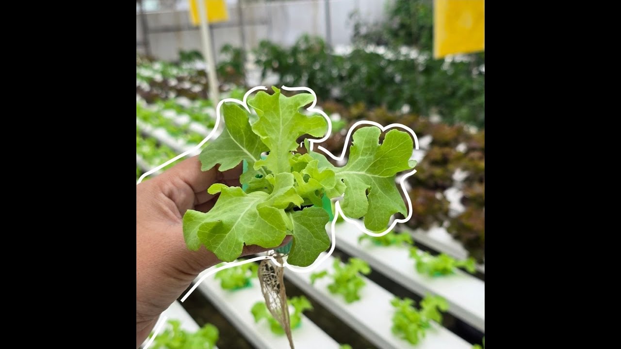 Smart Hydroponics เปลี่ยนน้ำเป็นเงิน ไม่ต้องใช้ดินก็ฟินกับโลกได้ : Green Job
