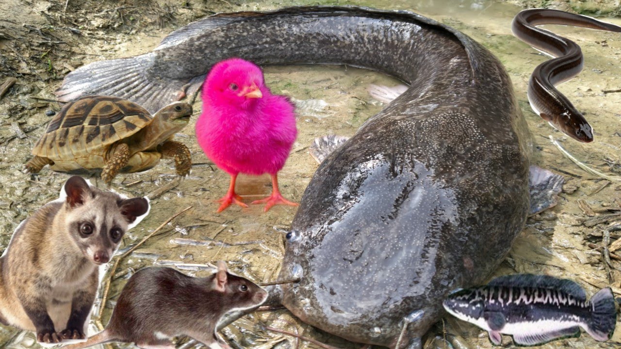 Wow Amazing! Menangkap ikan lele besar, kura-kura, ikan toman, belut, ayam, kucing, musang, tikus