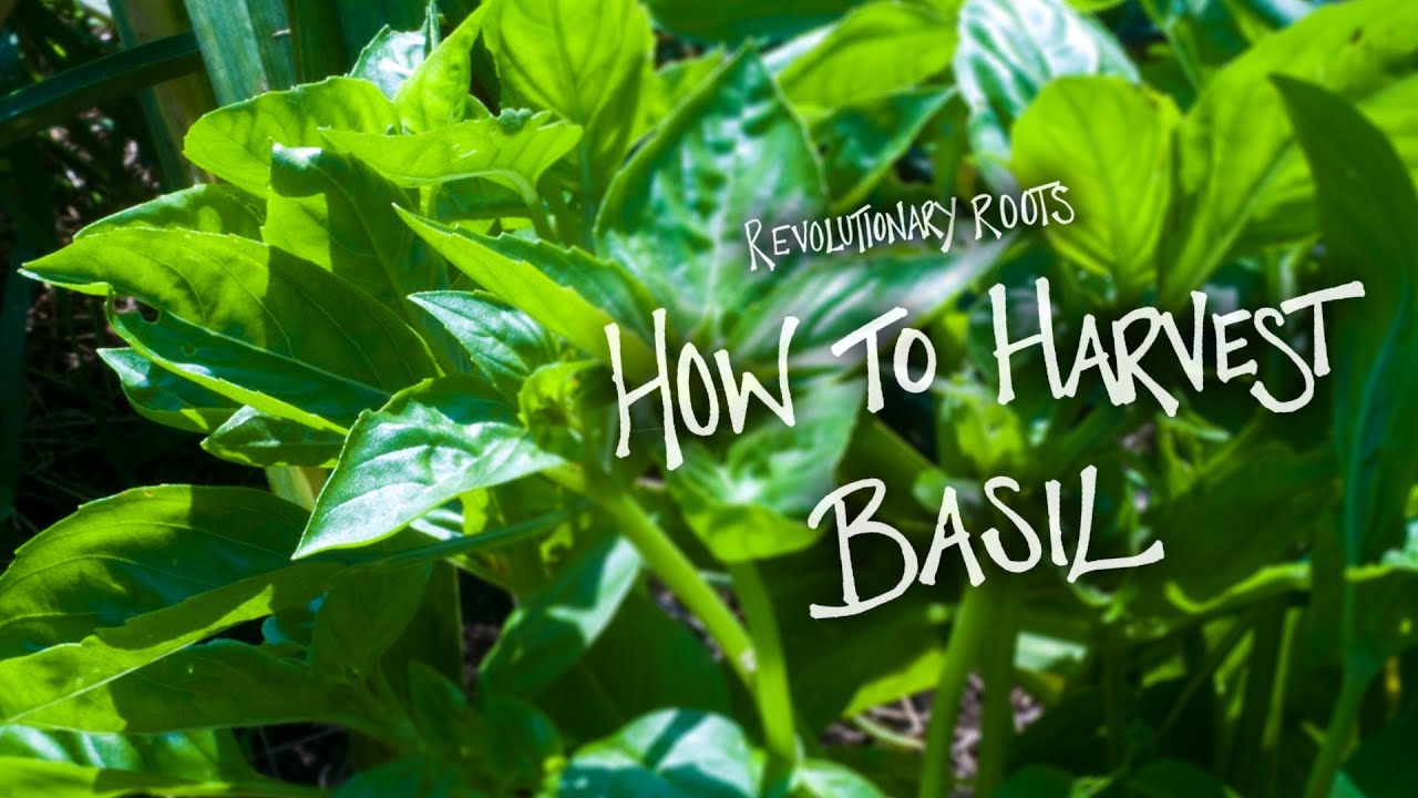 How to Harvest Basil - Farming/Gardening Lesson - Revolutionary Roots
