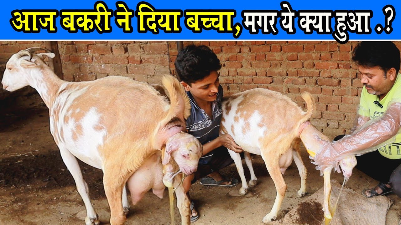 आज बकरी ने दिया बच्चा ,मगर ये क्या..?Bakri Ne Diya Baccha Magar..? । Bakri baccha kaise deti hai