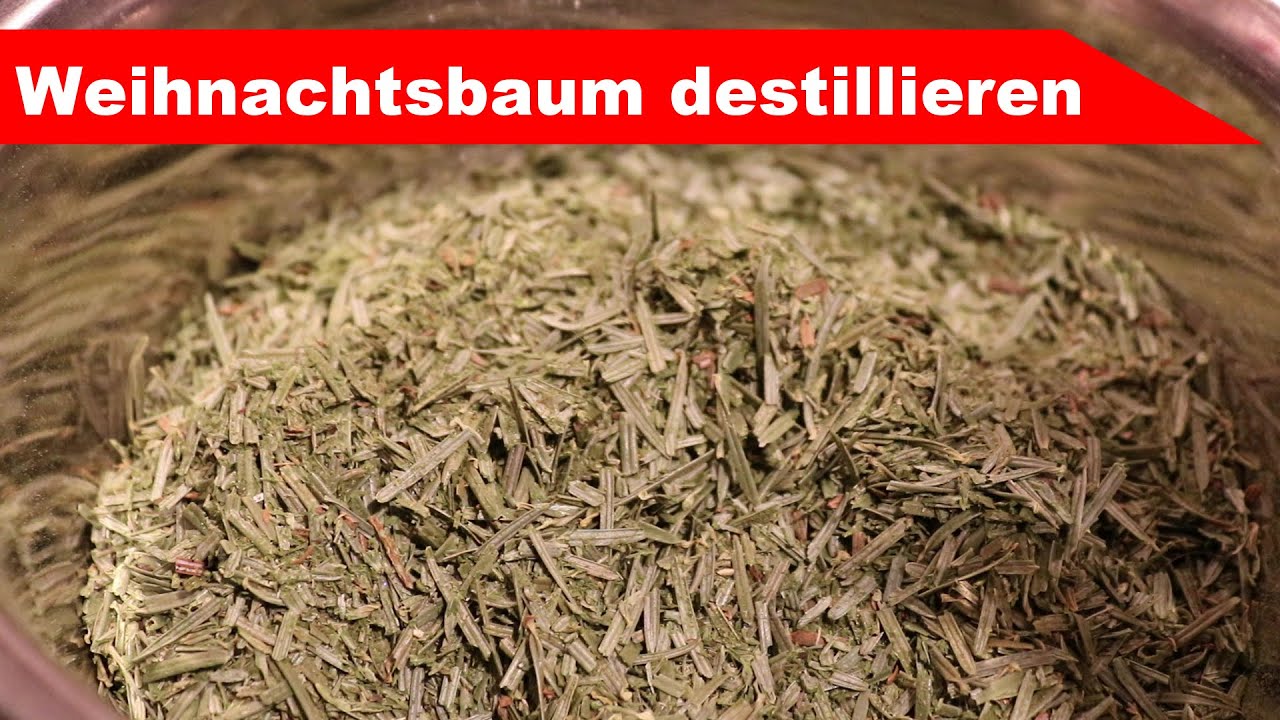 🎄 Weihnachtsbaum destillieren 🎄 - ätherisches Öl selber machen - diSTILLed