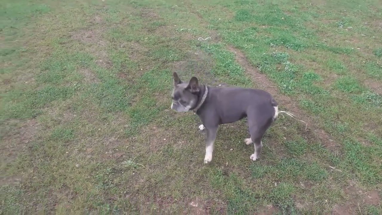Springer Cross & French Bulldog Out Having Fun