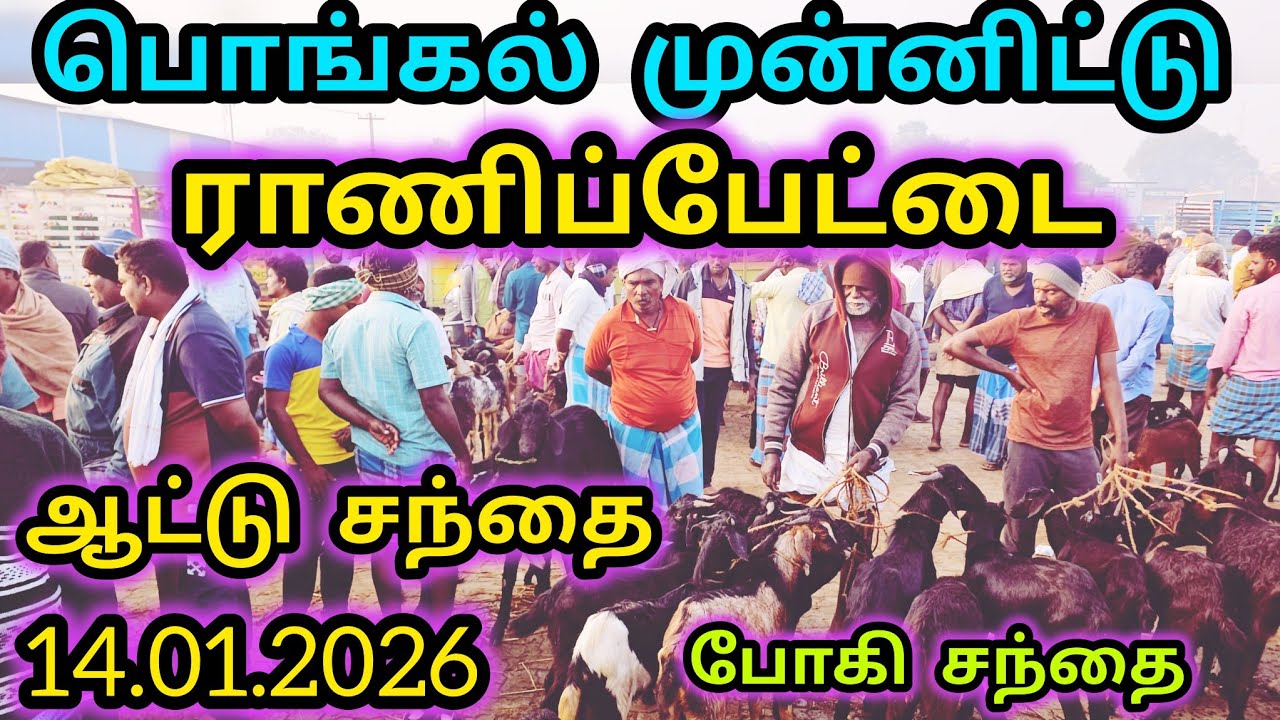 பொங்கல் ஸ்பெஷல் ஆட்டு சந்தை இராணிப்பேட்டை இன்று 14.01.2026 #ranipetsanthai 