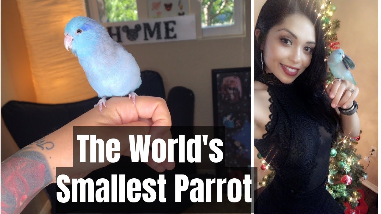 THINGS TO KNOW BEFORE GETTING A BIRD | My Pacific Parrotlet Ben
