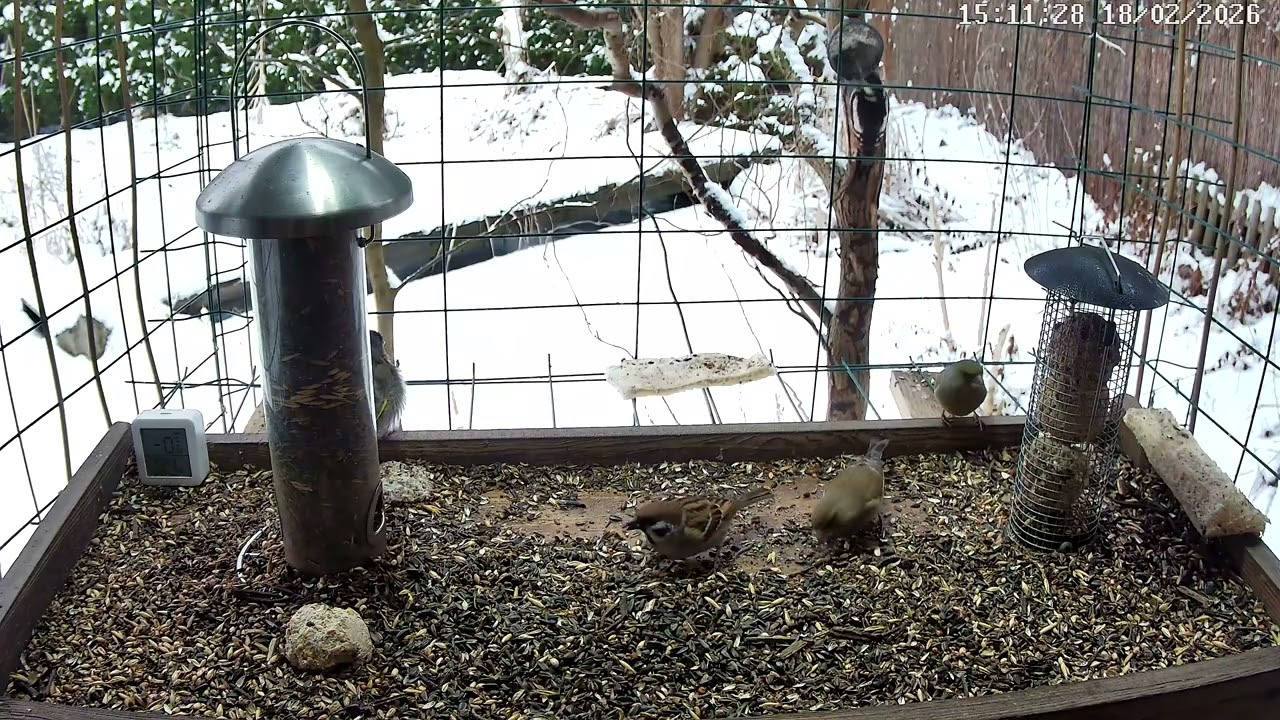 Szczygły dzięcioł  dzwońce i inne 2026r