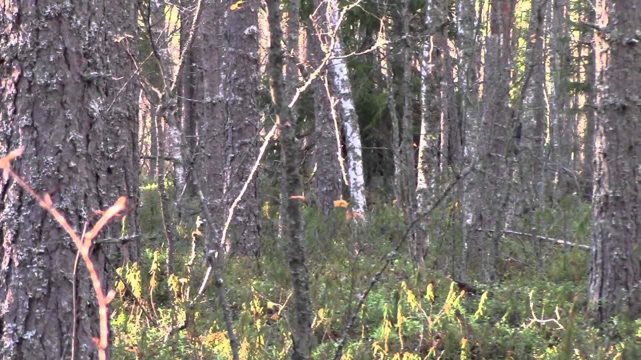 Hirvi hy&ouml;kk&auml;&auml; hirvihaukulla