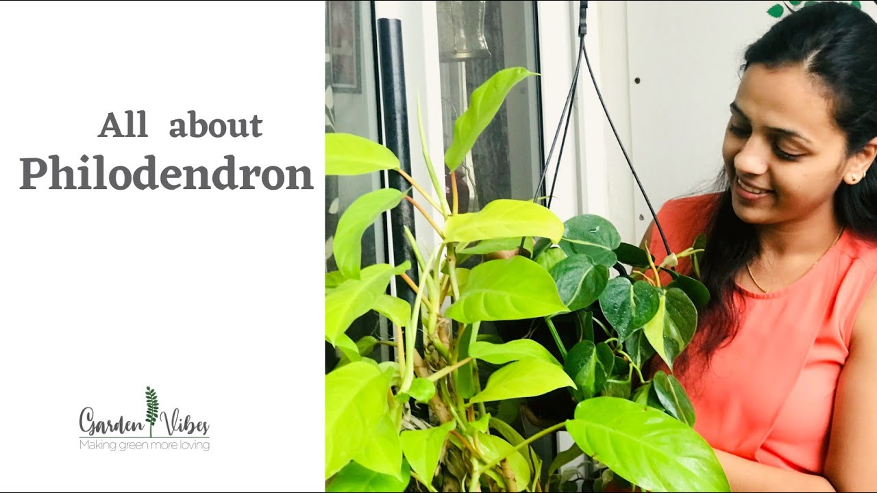 Philodendron Care | Best Plants for Home Gardening