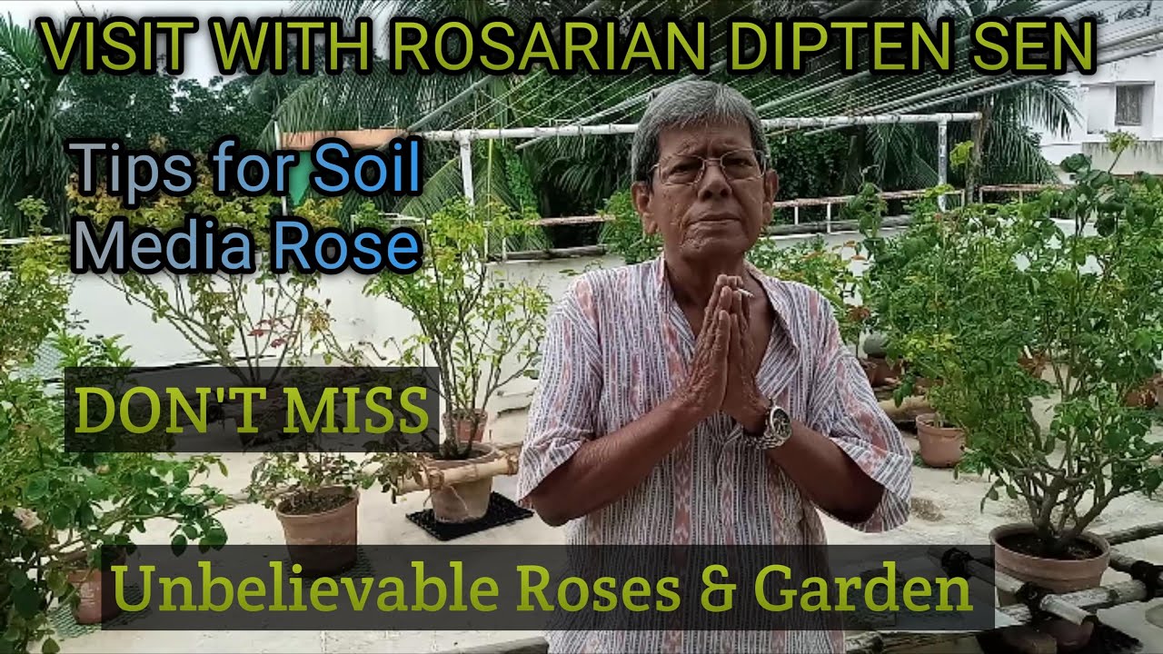 রোজারিয়ান DIPTEN SEN দ্বারা মাটি মিডিয়া গোলাপের জন্য বাগান করার টিপস || Subho's Garden