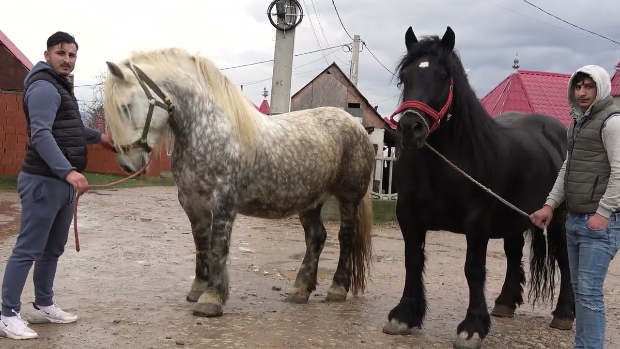 Iepele lui Bila de la Vadu Crisului, Bihor - 2024 Nou!!!